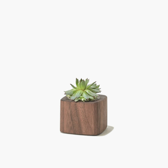 Walnut Planter